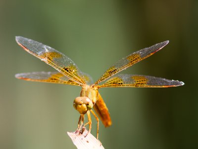 Mexican Amberwing / Perithemis intensa