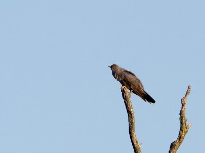 Koekoek / Common Cuckoo / Cuculus canorus