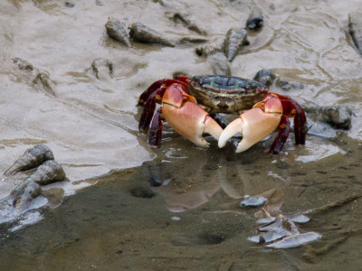Striped Shore-crab / Pachygrapsus crassipes