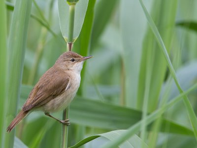 Kleine karekiet / Eurasian Reed Warbler / Acrocephalus scirpaceus