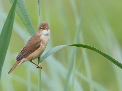 Kleine karekiet / Eurasian Reed Warbler / Acrocephalus scirpaceus