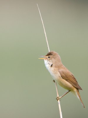 Kleine karekiet / Eurasian Reed Warbler / Acrocephalus scirpaceus