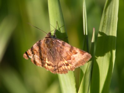 Bruine daguil / Burnet Companion Moth / Euclidia glyphica