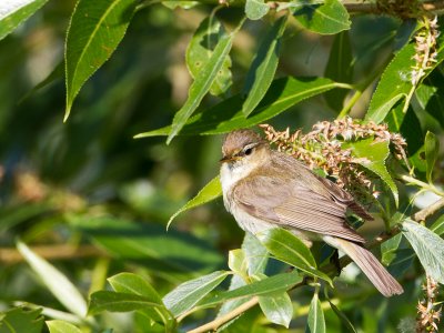 Tjiftjaf / Chiffchaff / Phylloscopus collybita