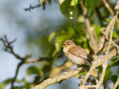 Tjiftjaf / Chiffchaff / Phylloscopus collybita