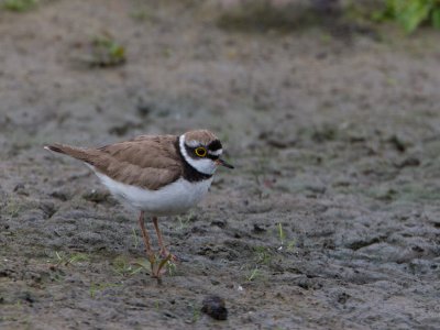 Kleine Plevier / Little Ringed Plover / Charadrius dubius