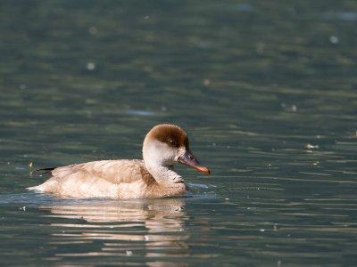 Krooneend / Red-crested Pochard / Netta rufina