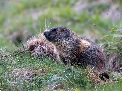 Alpenmarmot / Alpine marmot / Marmota marmota
