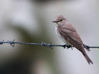 Grauwe Vliegenvanger / Spotted Flycatcher / Muscicapa striata