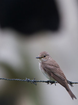 Grauwe Vliegenvanger / Spotted Flycatcher / Muscicapa striata