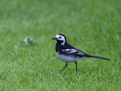 Rouwkwikstaart / Pied Wagtail / Motacilla alba yarrellii