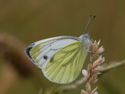 Klein geaderd witje / Green-veined White / Pieris napi