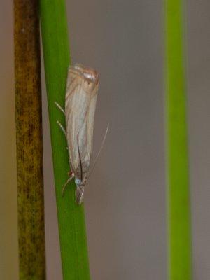 Gewone grasmot / Garden Grass-veneer / Chrysoteuchia culmella