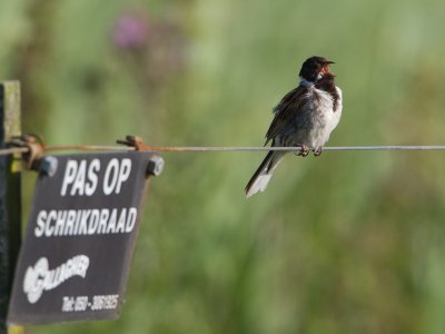 Rietgors / Reed Bunting / Emberiza schoeniclus