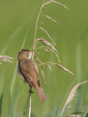 Kleine karekiet / Eurasian Reed Warbler / Acrocephalus scirpaceus
