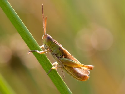 Kustsprinkhaan / Lesser Marsh Grasshopper / Chorthippus albomarginatus