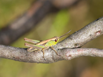 Krasser / Meadow Grasshopper / Chorthippus parallelus