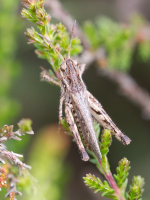 Knopsprietje / Mottled Grasshopper / Myrmeleotettix maculatus
