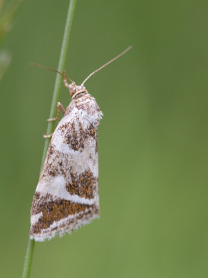 Zilverstreep / Silver Barred / Deltote bankiana