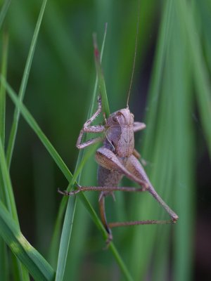 Bramensprinkhaan / Dark Bush-cricket / Pholidoptera griseoaptera