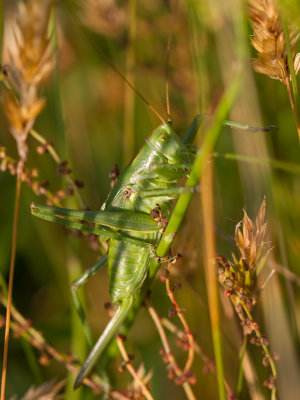Grote groene sabelsprinkhaan / Great Green Bush-Cricket / Tettigonia viridissima