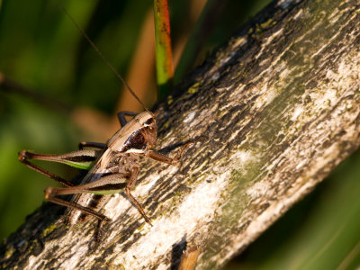 Heidesabelsprinkhaan / Bog Bush-cricket / Metrioptera brachyptera