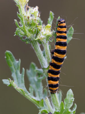 Sint-jacobsvlinder / Cinnabar moth / Tyria jacobaeae