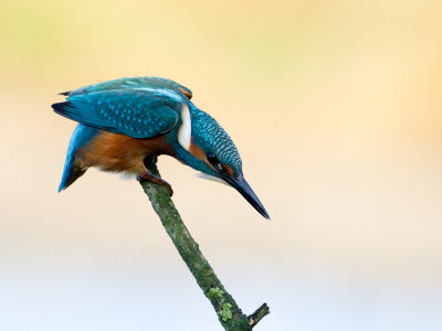 IJsvogel / Kingfisher / Alcedo atthis ispida