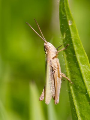 Kustsprinkhaan / Lesser Marsh Grasshopper / Chorthippus albomarginatus