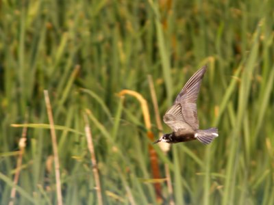 Black Tern / Zwarte stern / Chlidonias niger