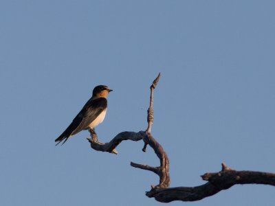 Barn Swallow / Boerenzwaluw / Hirundo rustica