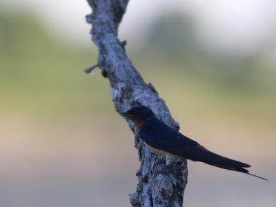 Barn Swallow / Boerenzwaluw / Hirundo rustica