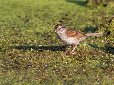 Swamp Sparrow / Moerasgors / Melospiza georgiana