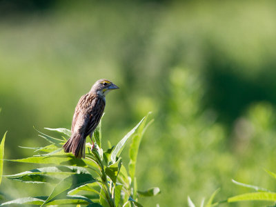 Dickcissel / Dickcissel / Spiza americana