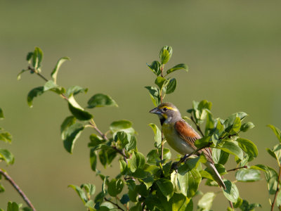 Dickcissel / Dickcissel / Spiza americana