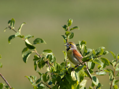 Dickcissel / Dickcissel / Spiza americana