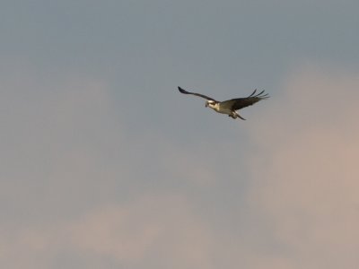 Osprey / Visarend / Pandion haliaetus 