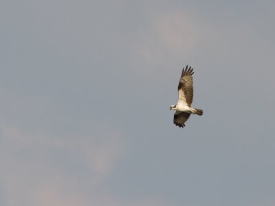 Osprey / Visarend / Pandion haliaetus 