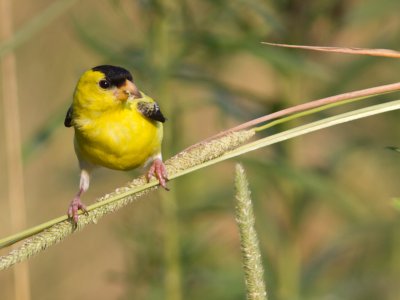 American Goldfinch / Treursijs / Spinus tristis 