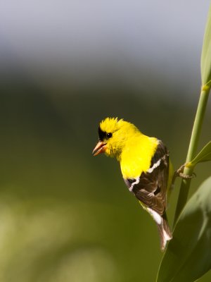 American Goldfinch / Treursijs / Spinus tristis 