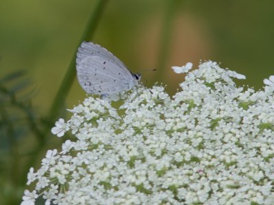 Summer Azure / Celastrina neglecta