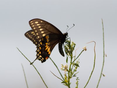 Black Swallowtail / Papilio polyxenes