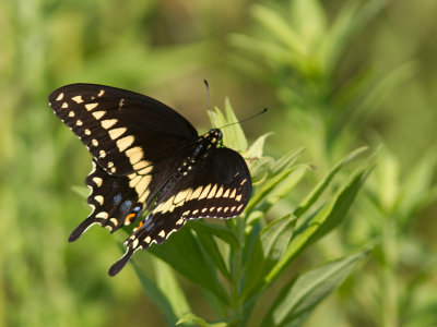 Black Swallowtail / Papilio polyxenes