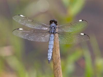 Spangled Skimmer / Libellula cyanea
