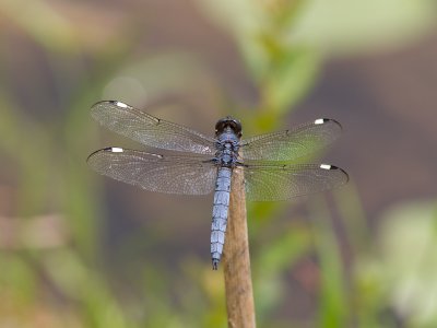 Spangled Skimmer / Libellula cyanea