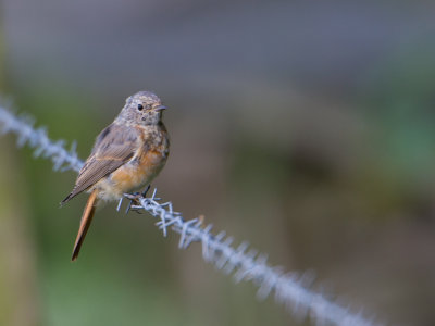 Gekraagde roodstaart / Common Redstart / Phoenicurus phoenicurus 