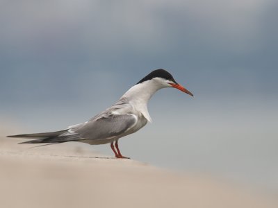 Common Tern / Visdiefje / Sterna Hirundo