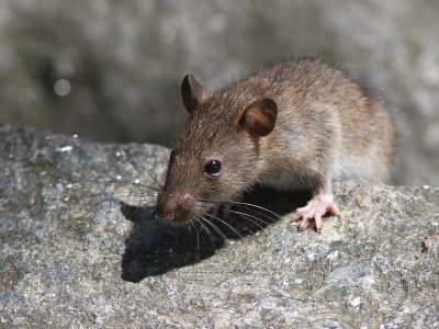 Bruine rat / Brown rat / Rattus norvegicus