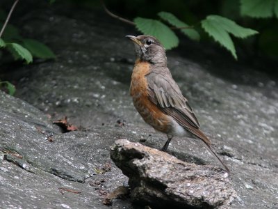 American Robin / Roodborstlijster / Turdus migratorius 