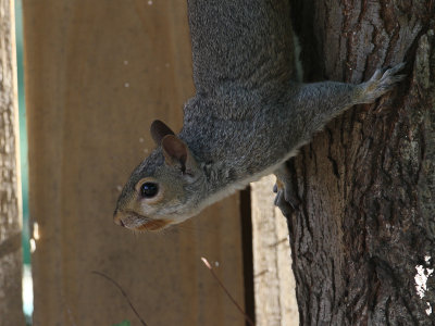 Grijze eekhoorn / Eastern gray squirrel / Sciurus carolinensis 
